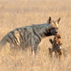Illustration for article titled Wednesday Hyena - Hyaena hyaena Edition